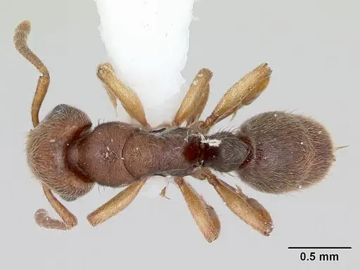 Heteroponera brounii specimen CASENT0172957 image casent0172957_1