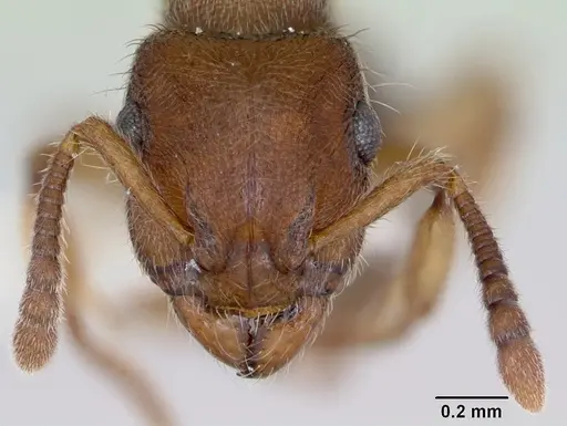 Heteroponera brounii specimen CASENT0172957 image casent0172957_2