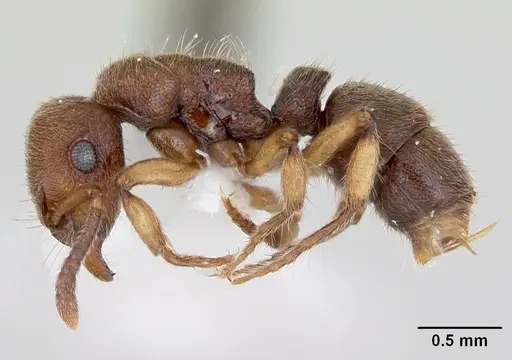 Heteroponera brounii specimen CASENT0172957 image casent0172957_3