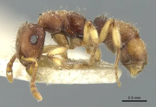 Heteroponera brounii specimen CASENT0902411 image casent0902411_3