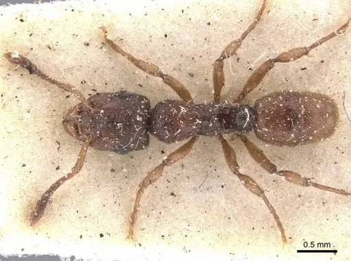 Heteroponera brounii specimen CASENT0907131 image casent0907131_1
