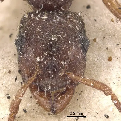 Heteroponera brounii specimen CASENT0907131 image casent0907131_2
