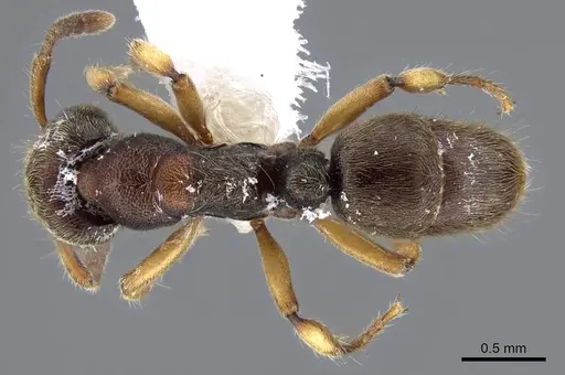 Heteroponera brounii specimen CASENT0922016 image casent0922016_1