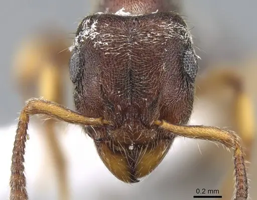 Heteroponera brounii specimen CASENT0922016 image casent0922016_2