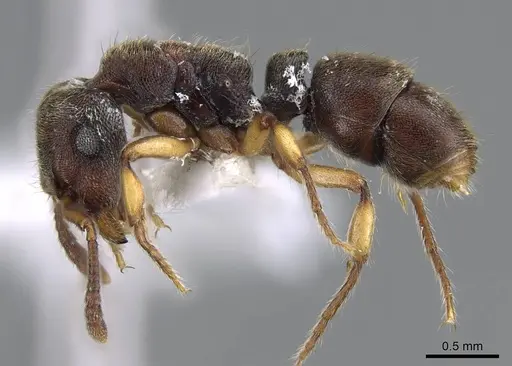 Heteroponera brounii specimen CASENT0922016 image casent0922016_3