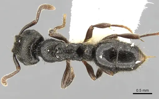 Heteroponera carinifrons specimen CASENT0281851 image casent0281851_1