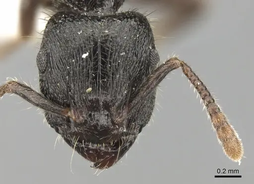 Heteroponera carinifrons specimen CASENT0281851 image casent0281851_2