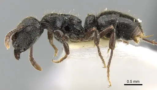 Heteroponera carinifrons specimen CASENT0281851 image casent0281851_3