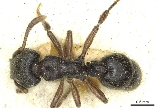 Heteroponera carinifrons specimen CASENT0915930 image casent0915930_1