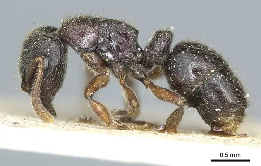 Heteroponera carinifrons specimen CASENT0915930 image casent0915930_3
