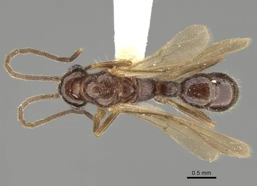 Heteroponera carinifrons specimen CASENT0922401 image casent0922401_1