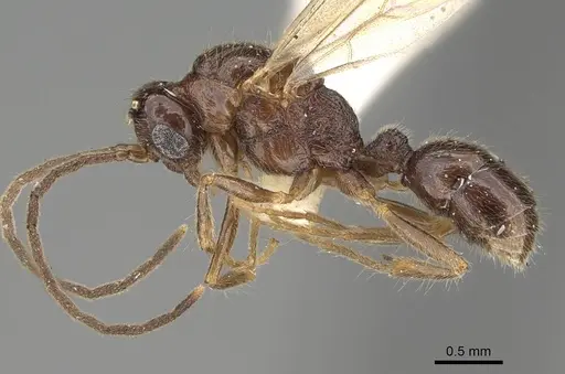 Heteroponera carinifrons specimen CASENT0922401 image casent0922401_3