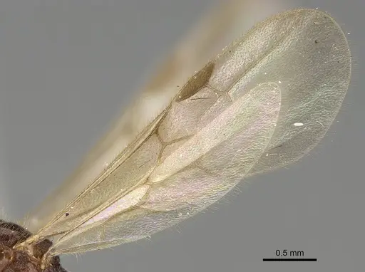 Heteroponera carinifrons specimen CASENT0922401 image casent0922401_4