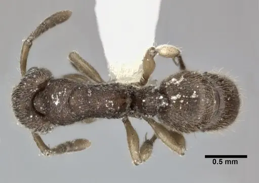 Heteroponera dentinodis specimen CASENT0246694 image casent0246694_1