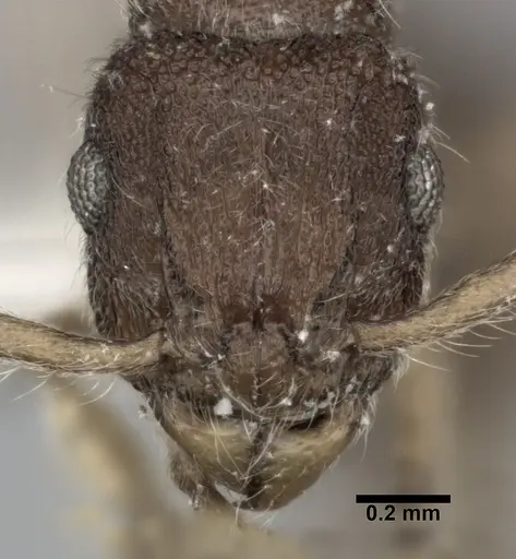Heteroponera dentinodis specimen CASENT0246694 image casent0246694_2