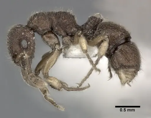 Heteroponera dentinodis specimen CASENT0246694 image casent0246694_3