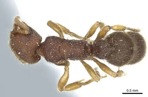 Heteroponera dentinodis specimen CASENT0915931 image casent0915931_1