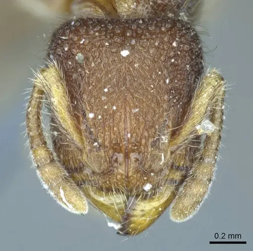 Heteroponera dentinodis specimen CASENT0915931 image casent0915931_2