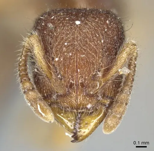 Heteroponera dentinodis specimen CASENT0915931 image casent0915931_3