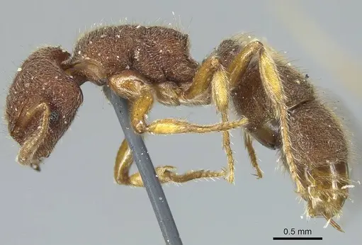 Heteroponera dentinodis specimen CASENT0915931 image casent0915931_4