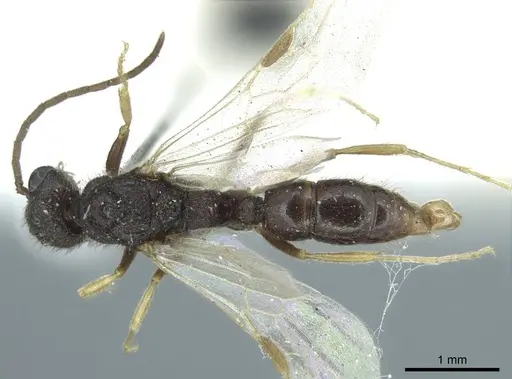 Heteroponera dentinodis specimen CASENT0915975 image casent0915975_1