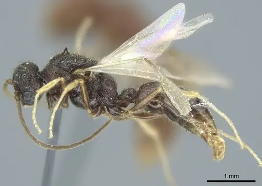 Heteroponera dentinodis specimen CASENT0915975 image casent0915975_3