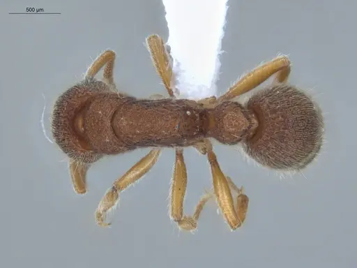 Heteroponera dentinodis specimen ECOFOG-HC-0015 image ecofog-hc-0015_1