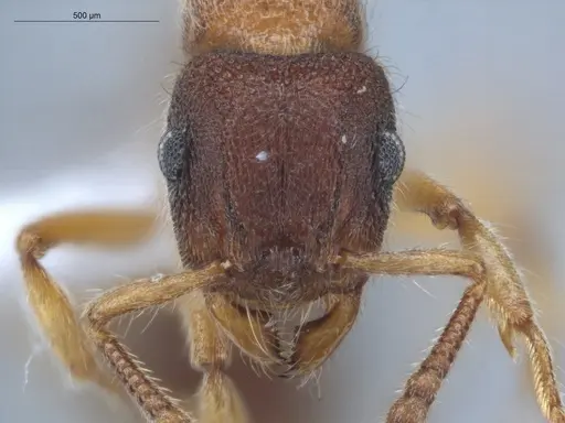 Heteroponera dentinodis specimen ECOFOG-HC-0015 image ecofog-hc-0015_2