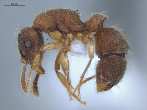 Heteroponera dentinodis specimen ECOFOG-HC-0015 image ecofog-hc-0015_3