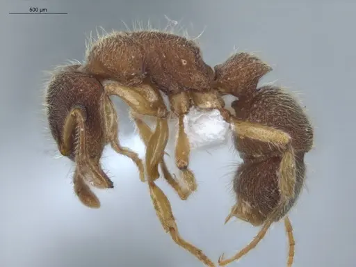 Heteroponera dentinodis specimen ECOFOG-IT14-0059-68 image ecofog-it14-0059-68_3