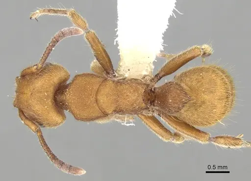 Heteroponera dolo specimen CASENT0281850 image casent0281850_1