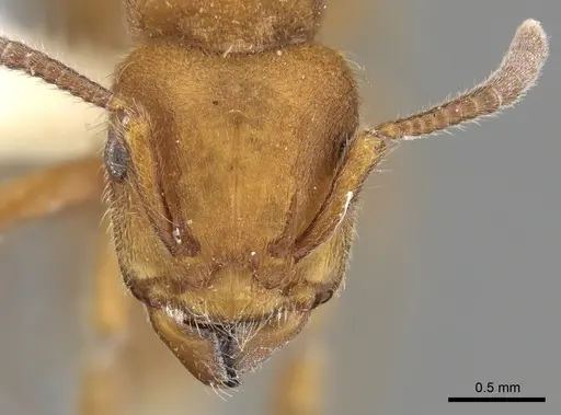 Heteroponera dolo specimen CASENT0281850 image casent0281850_2
