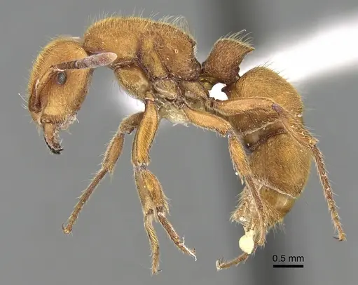 Heteroponera dolo specimen CASENT0281850 image casent0281850_3