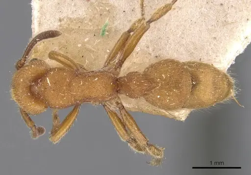 Heteroponera dolo specimen CASENT0907132 image casent0907132_1