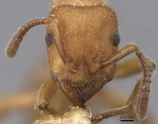 Heteroponera dolo specimen CASENT0907132 image casent0907132_2