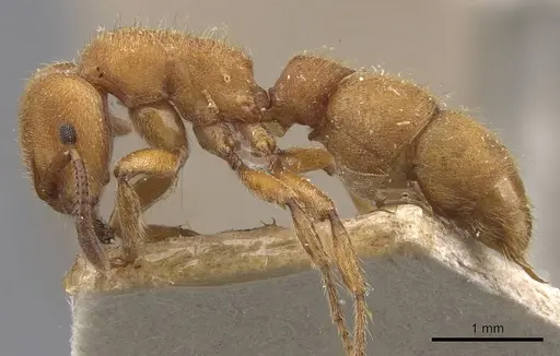 Heteroponera dolo specimen CASENT0907132 image casent0907132_3