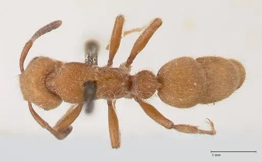 Heteroponera dolo specimen FOCOL0863 image focol0863_1