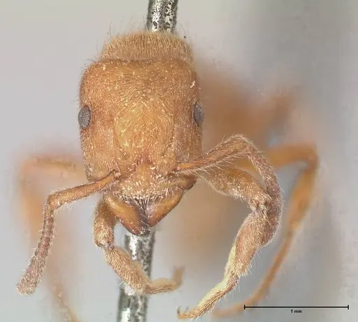 Heteroponera dolo specimen FOCOL0863 image focol0863_2