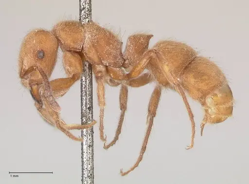 Heteroponera dolo specimen FOCOL0863 image focol0863_3