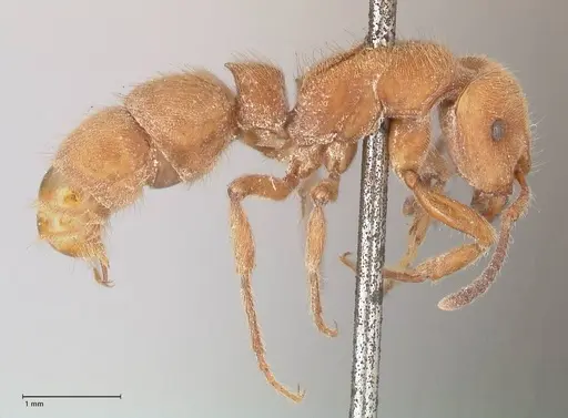 Heteroponera dolo specimen FOCOL0863 image focol0863_4