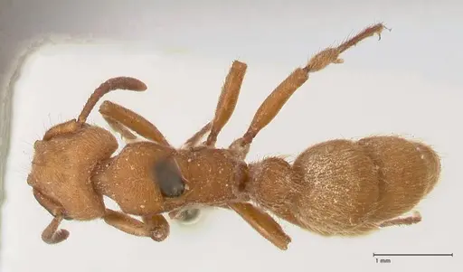 Heteroponera dolo specimen FOCOL0864 image focol0864_1