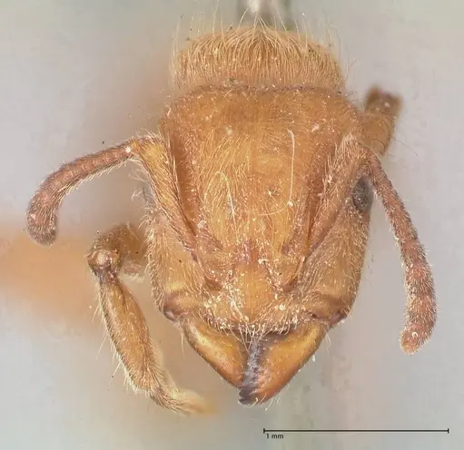 Heteroponera dolo specimen FOCOL0864 image focol0864_2