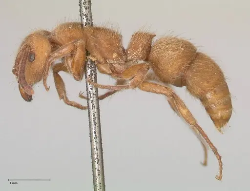 Heteroponera dolo specimen FOCOL0864 image focol0864_3