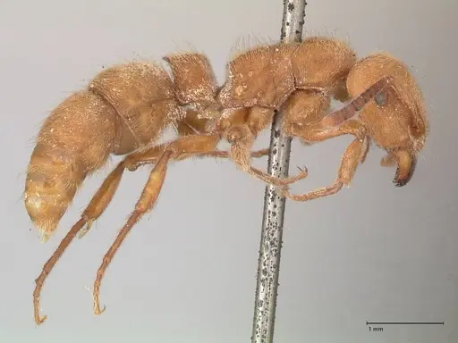 Heteroponera dolo specimen FOCOL0864 image focol0864_4