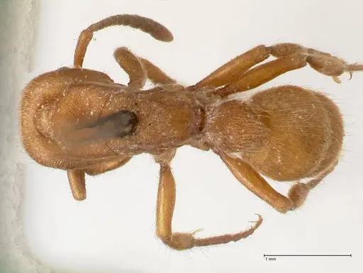 Heteroponera dolo specimen FOCOL0865 image focol0865_1