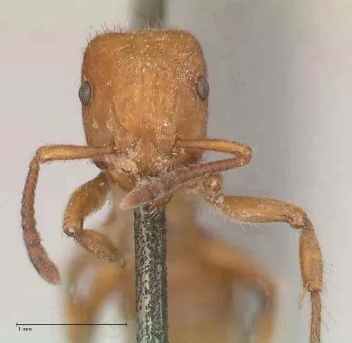 Heteroponera dolo specimen FOCOL0865 image focol0865_2