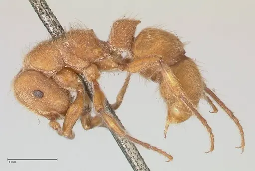 Heteroponera dolo specimen FOCOL0865 image focol0865_3
