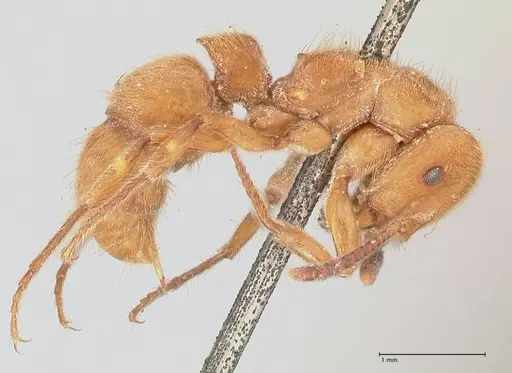 Heteroponera dolo specimen FOCOL0865 image focol0865_4