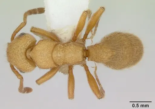 Heteroponera flava specimen CASENT0173541 image casent0173541_1
