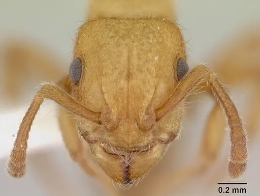 Heteroponera flava specimen CASENT0173541 image casent0173541_2